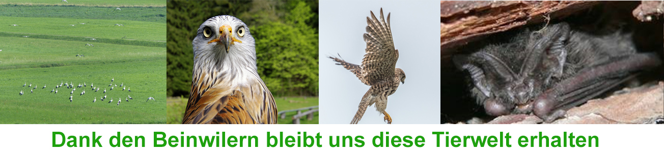 Verein 'Pro Lindenberg'...